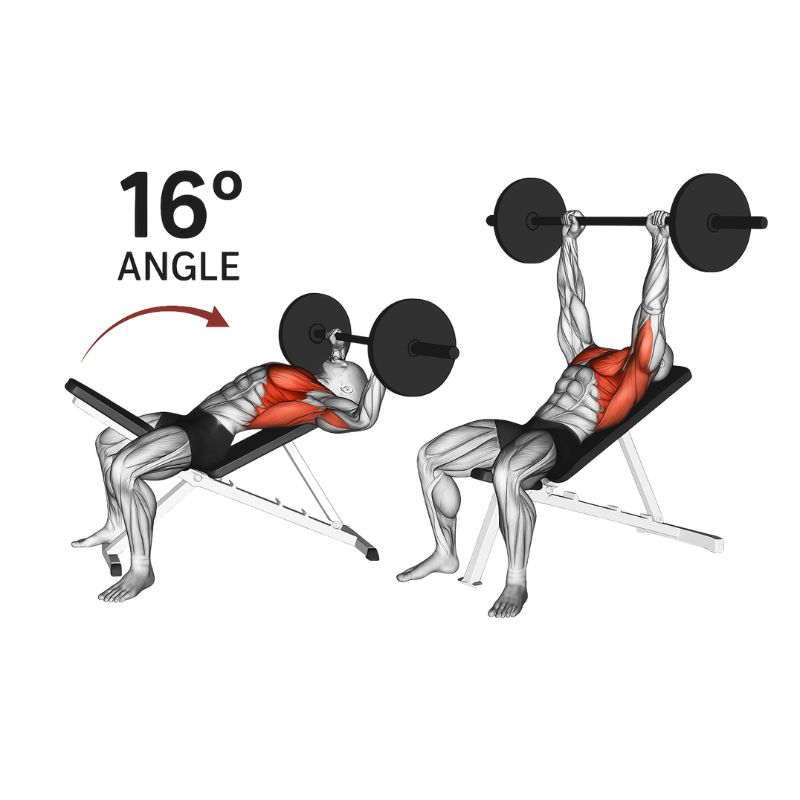 Multifunctional adjustable weight bench with leg developer – S-SPORT