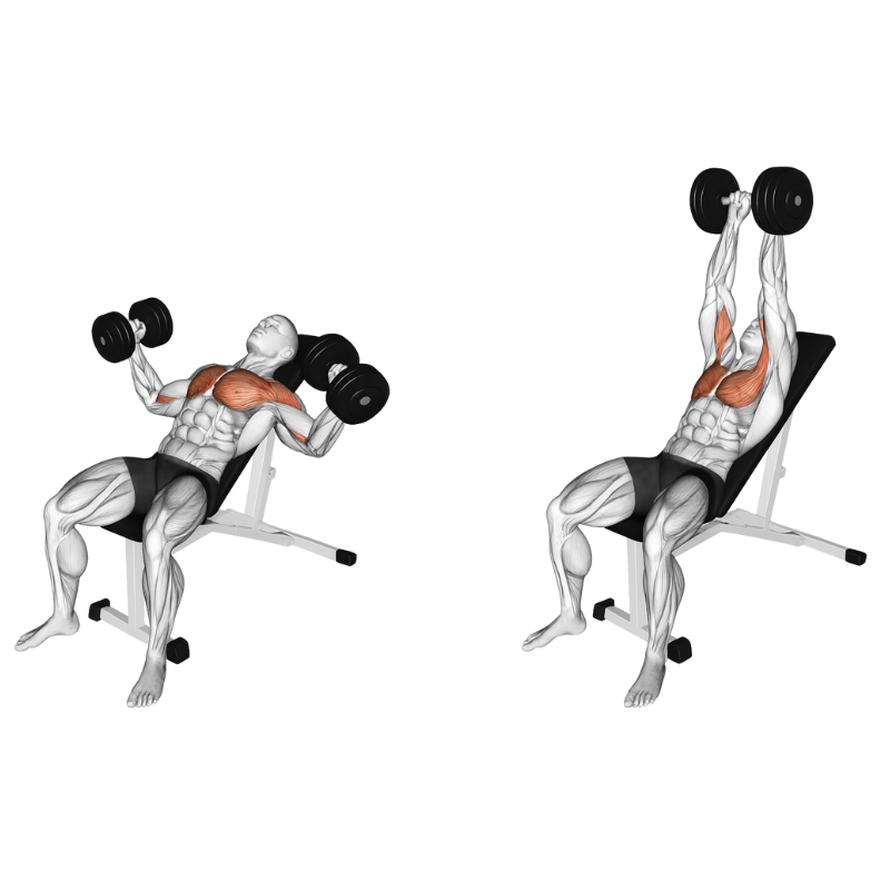 Multifunctional adjustable weight bench with leg developer – S-SPORT